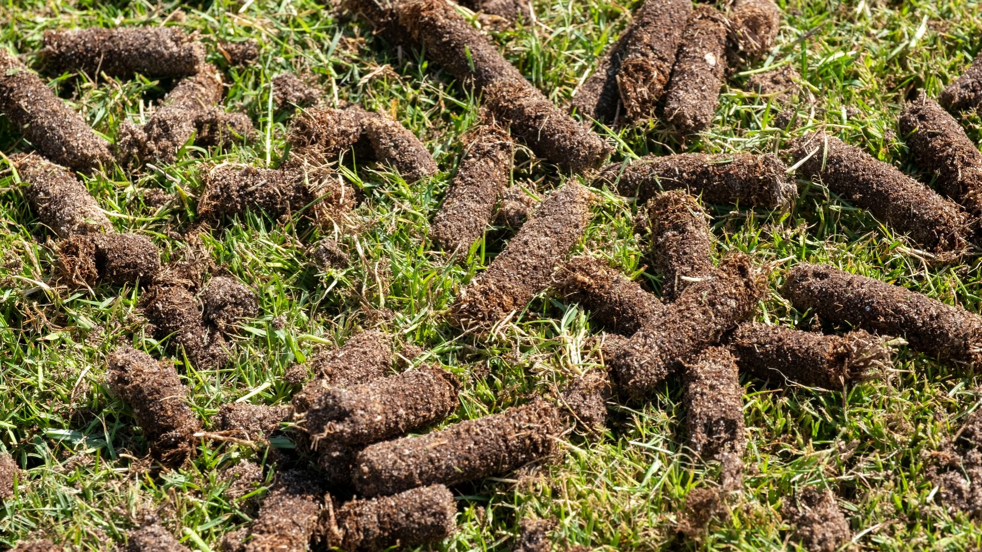 Noticing Clumps of Soil on Your Lawn After Aeration? Here's Why