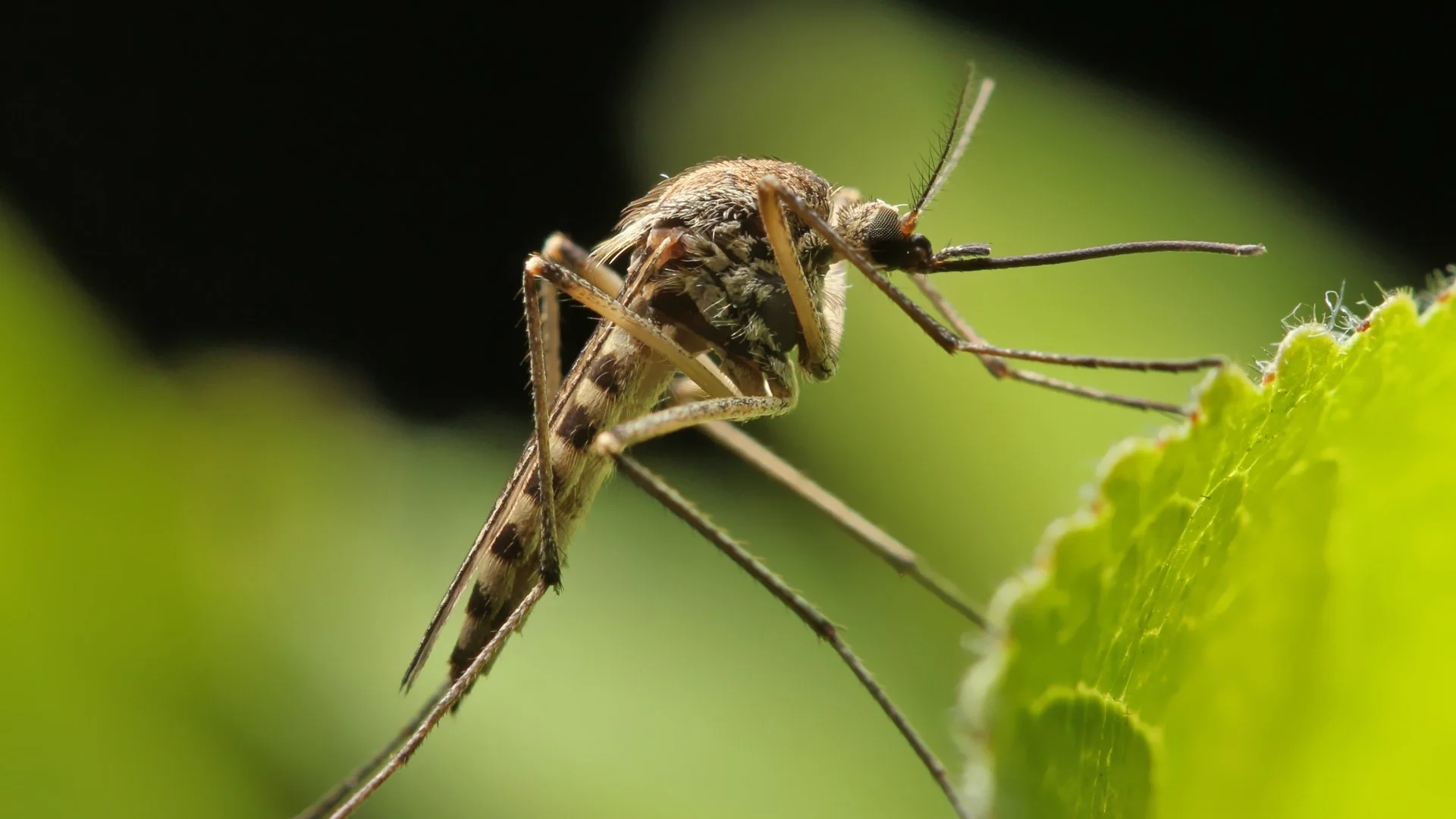 Don't Let Mosquitoes Send You Inside - Here's How to Reduce Them