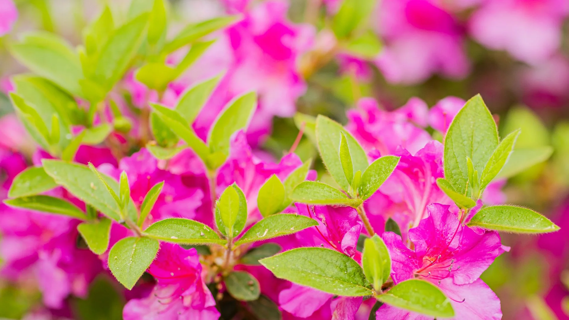 Prepare Your Landscape for New Annual Flowers by Doing These Things!