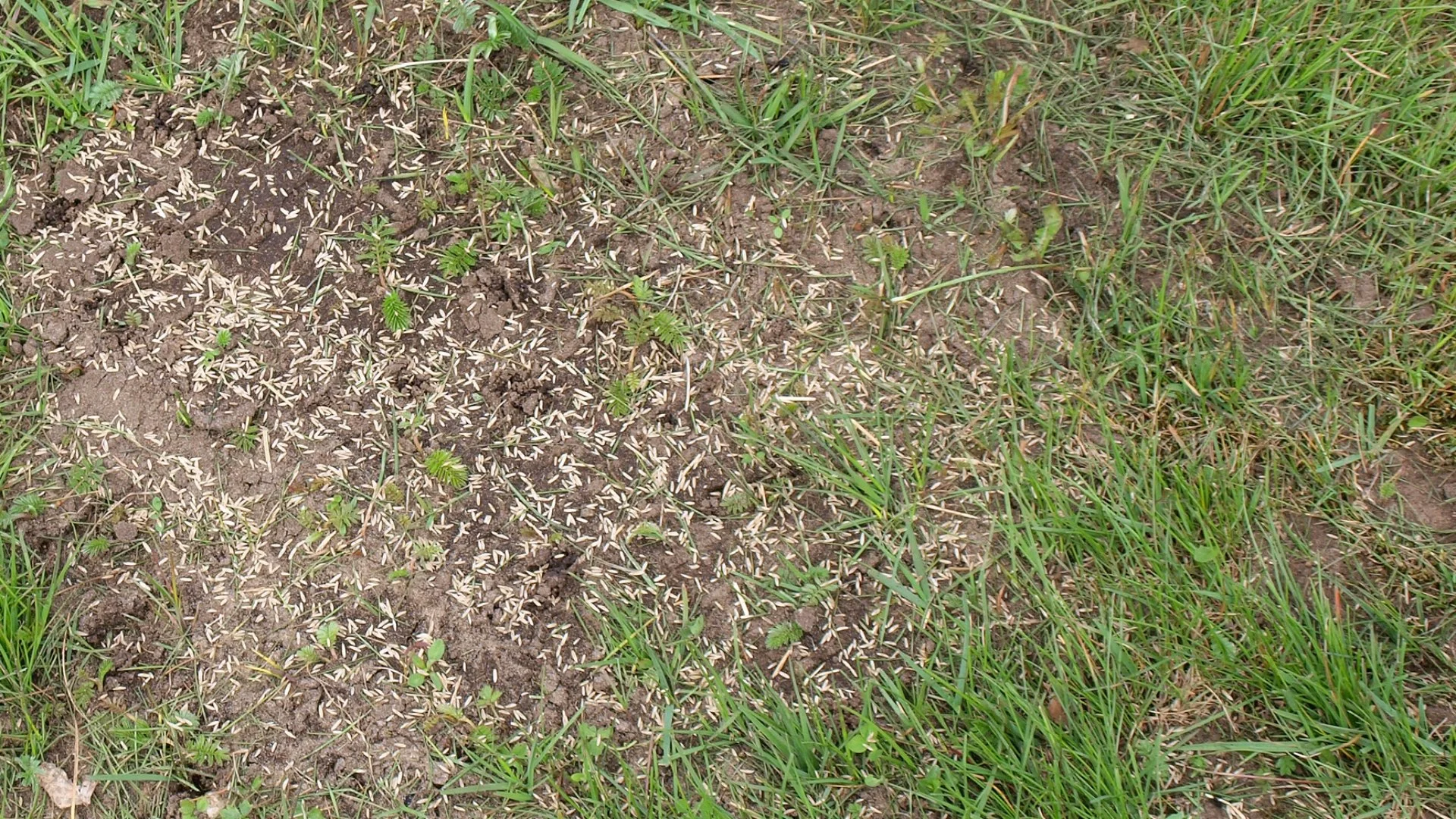 Ensure the Success of Overseeding With the Proper Preparations