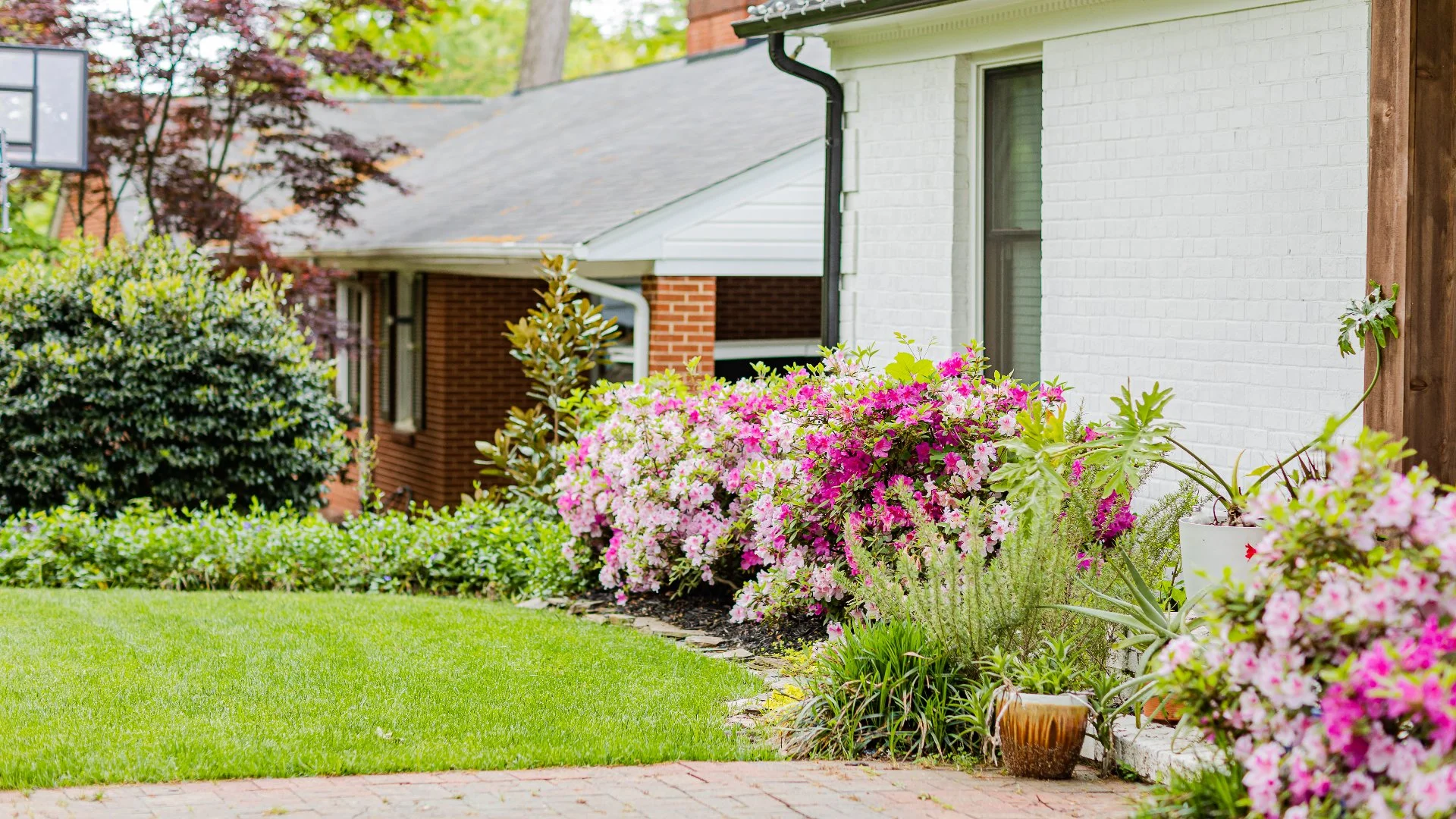 Brighten up Your Landscape for the Fall With These Annual Flowers