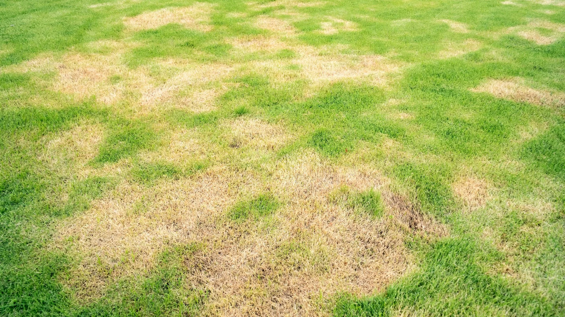 Protecting Your Lawn From Diseases - What Should You Do?