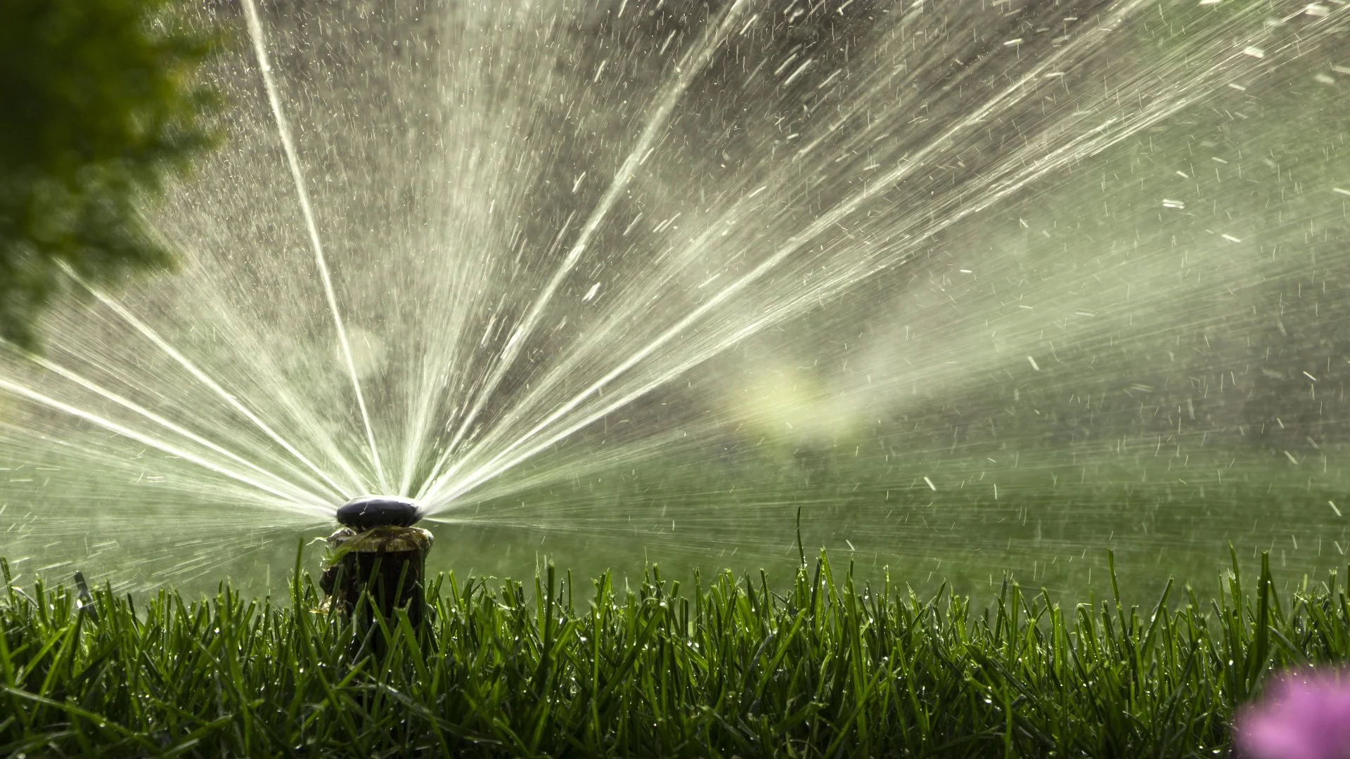 Does Your Irrigation System Have a Leak? Signs to Look For