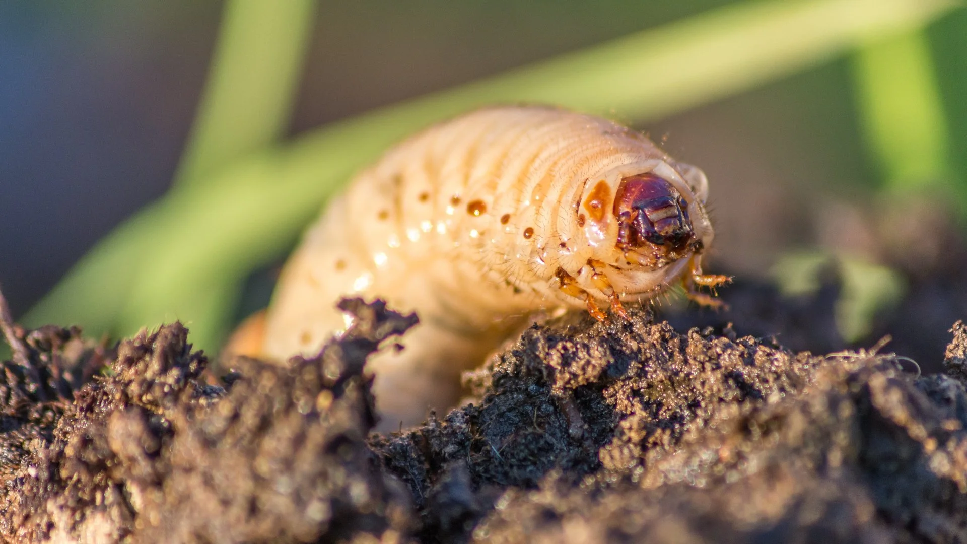 Prevention Is the Most Effective Method of Grub Control