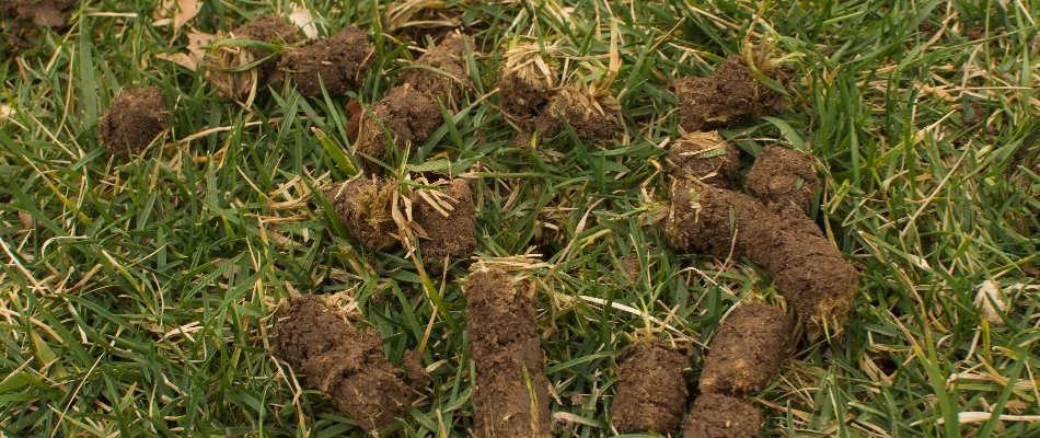 Clumps of soil on grass in Charlotte, NC.