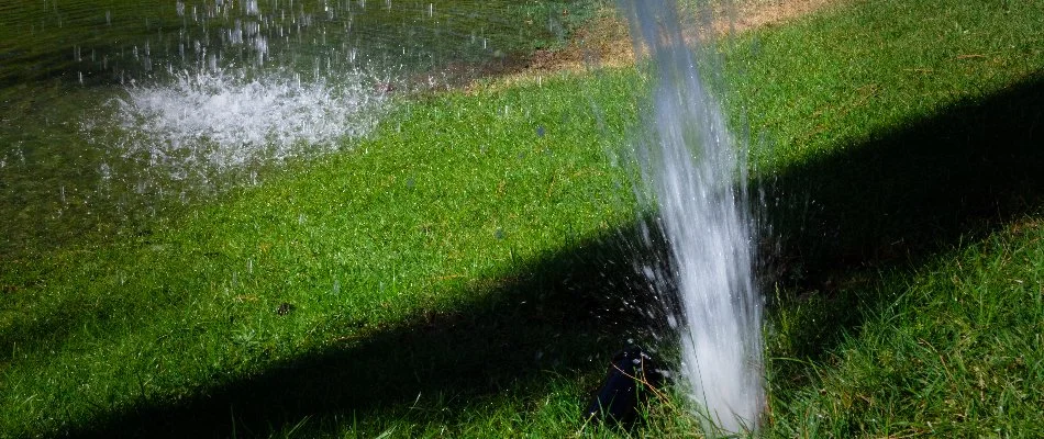 Geyser from a sprinkler in Charlotte, NC, with high water pressure.