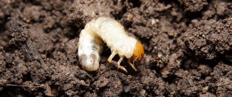 Soil in Charlotte, NC, with one grub.
