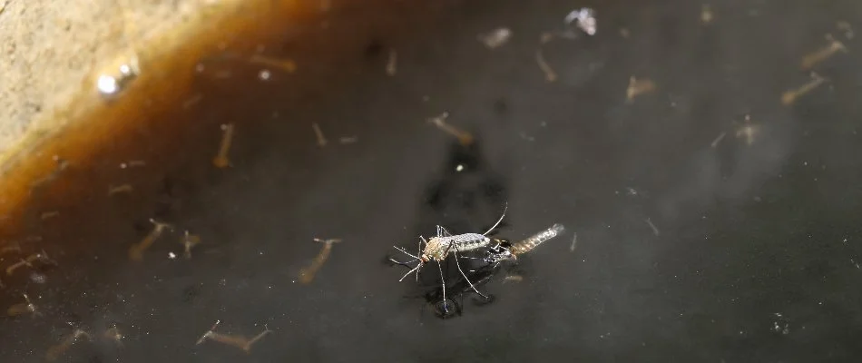 Still water in Charlotte, NC, with a mosquito and larvae.