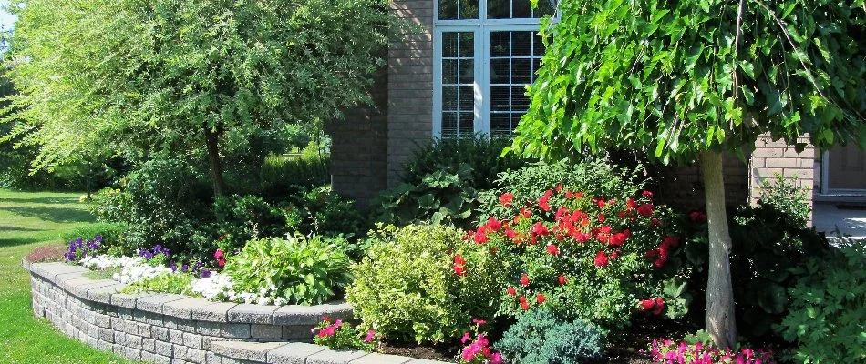 Flowers, shrubs, and small trees in a raised planter bed in Lake Park, NC.