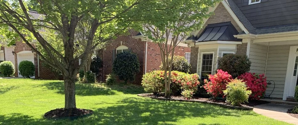 Front yard in Lesslie, SC, with trees and shrubs.