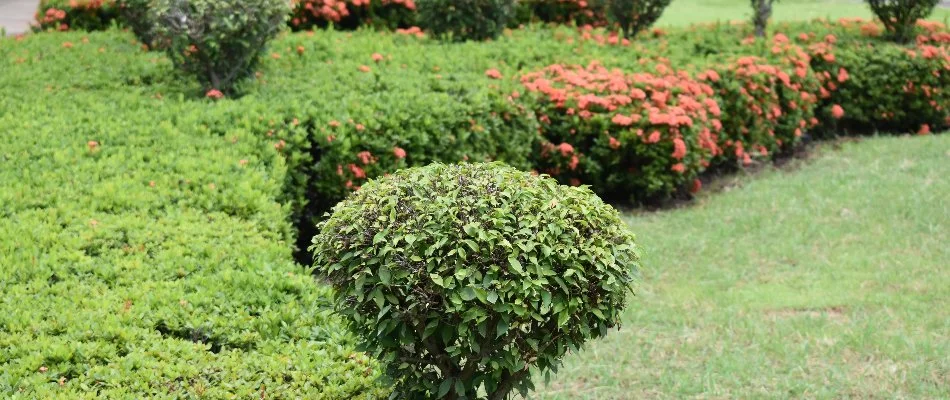 Green hedges and flowering shrubs in Catawba, SC.