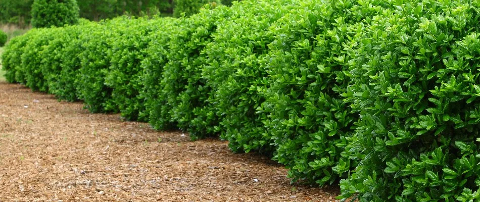 Green shrubs in a mulch bed in Fairview, NC.