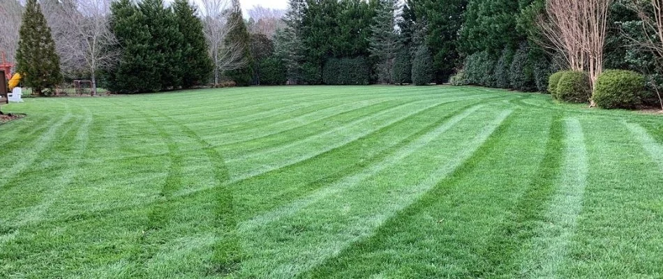 Healthy fertilized grass in Lake Norman of Iredell, NC, and some trees.