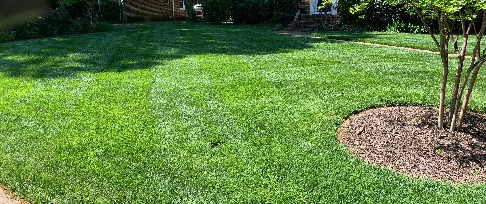 Healthy green grass with a tree in Mount Holly, NC.