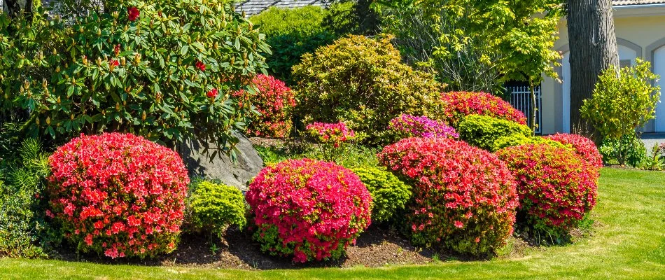 Landscape bed in Mecklenburg County, NC, with flowering shrubs and trees.