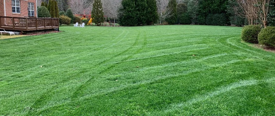 Large, green backyard lawn in Mineral Springs, NC.