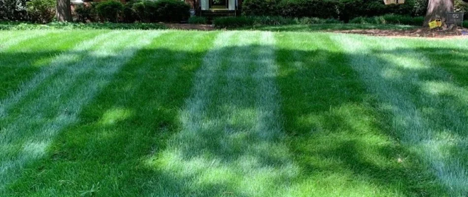 Long, lush grass in a front yard in Lake Park, NC.
