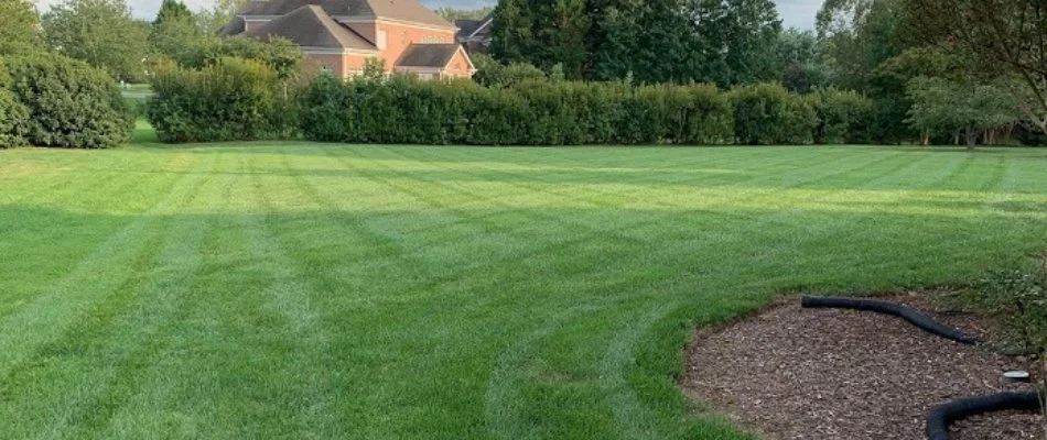 Lush, green backyard lawn in Fairview, NC, surrounded by shrubs.
