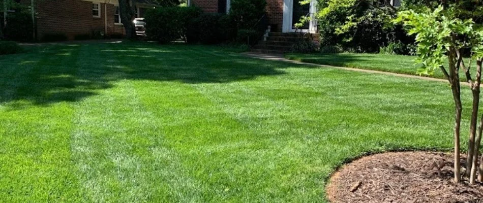 Lush, green grass in Catawba, SC, with a small landscape bed.