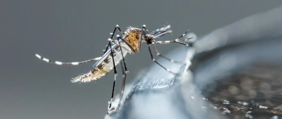 Mosquito in Lake Norman of Iredell, NC, on a container with water.