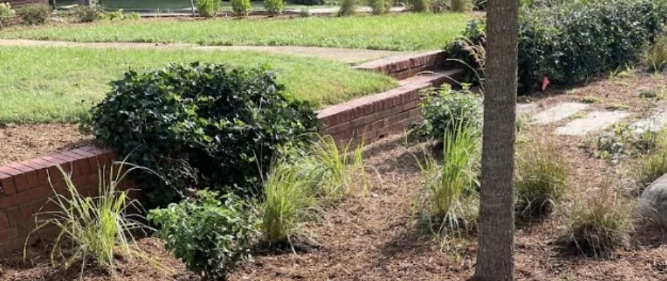 Shrubs and small tree on a property in Cabarrus County, NC.