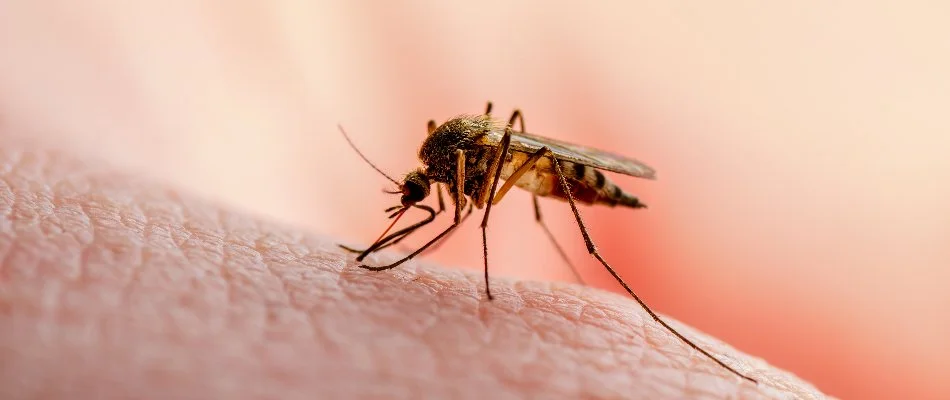 Small mosquito on skin in Mecklenburg County, NC.