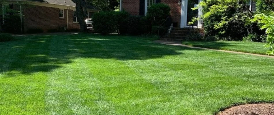 Thick healthy grass by a house in Baxter Village, SC.