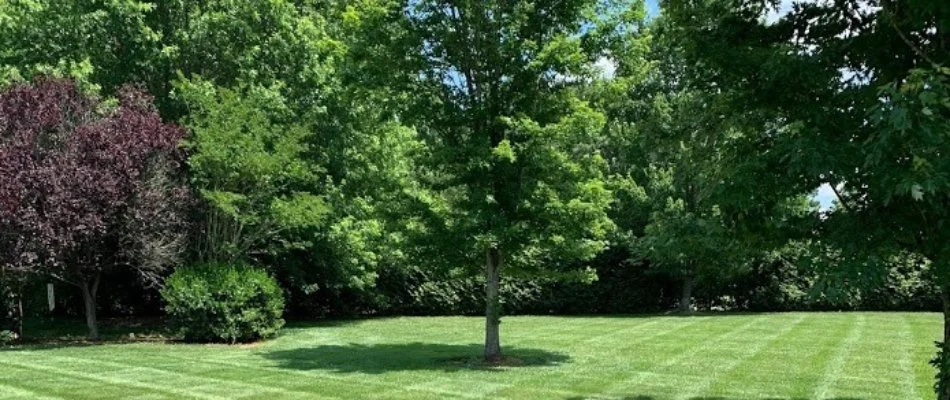Trees on a lawn in Mount Holly, NC.