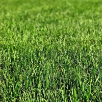 bermuda grass in charlotte