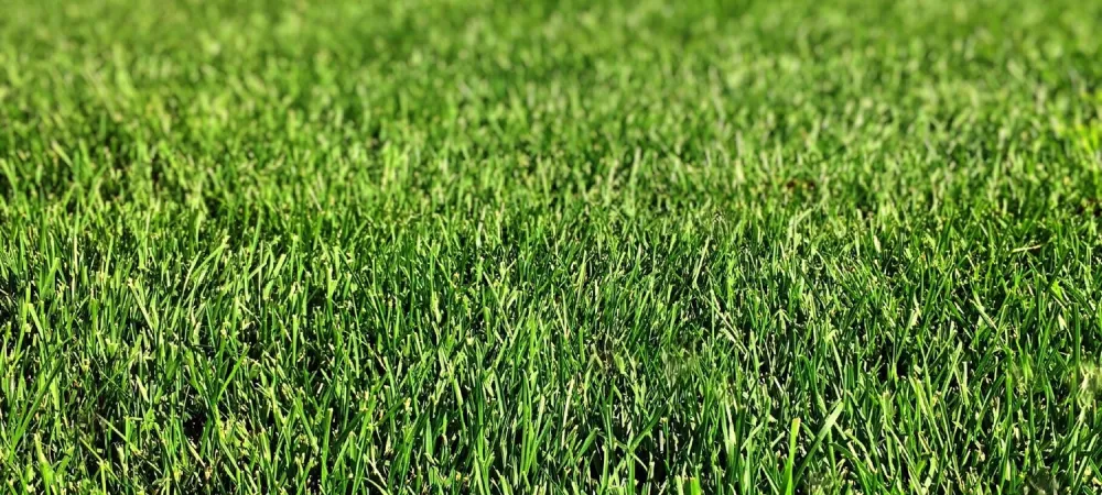 bermuda grass in charlotte